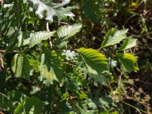 Ulmus minor - Field Elm - Lundalm