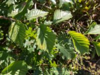 Ulmus minor 2.0 km N Aderbiyevka, Krasnodar, Russia 20160911_0339