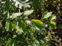 Ulmus minor 2.0 km N Aderbiyevka, Krasnodar, Russia 20160911_0340