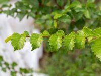 Ulmus minor Hammargatan, Malmö, Skåne, Sweden 20190912_0013