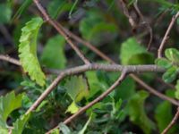 Ulmus minor Valenciagatan, Malmö, Skåne, Sweden 20190907_0007