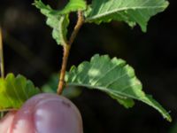 Ulmus minor Valenciagatan, Malmö, Skåne, Sweden 20190907_0011