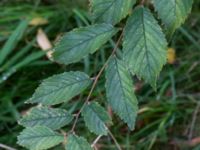 Ulmus minor var. suberosa Ystadvägen, Malmö, Skåne, Sweden 20171015_0042