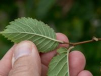 Ulmus minor var. suberosa Ystadvägen, Malmö, Skåne, Sweden 20171015_0044