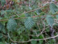 Ulmus minor var. suberosa Ystadvägen, Malmö, Skåne, Sweden 20171015_0046