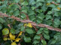 Ulmus minor var. suberosa Ystadvägen, Malmö, Skåne, Sweden 20171015_0049