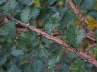 Ulmus minor var. suberosa Ystadvägen, Malmö, Skåne, Sweden 20171015_0050