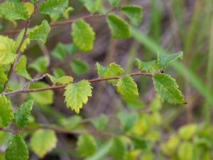 Ulmus pumila - Siberian Elm - Turkestansk alm