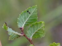 Ulmus pumila Valenciagatan, Malmö, Skåne, Sweden 20190912_0017