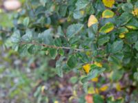 Ulmus x hollandica Valenciagatan, Malmö, Skåne, Sweden 20191013_0013