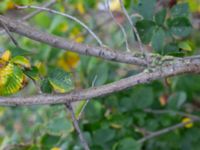 Ulmus x hollandica Valenciagatan, Malmö, Skåne, Sweden 20191013_0014