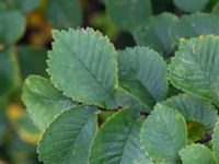 Ulmus x hollandica Valenciagatan, Malmö, Skåne, Sweden 20191013_0015