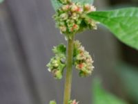 Parietaria officinalis Adelgatan 1, Lund, Skåne, Sweden 20191003_0031