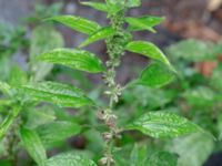 Parietaria officinalis Botaniska trädgården, Lund, Skåne, Sweden 20180816_0124