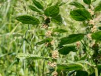 Parietaria officinalis Järnvägsgatan, Simrishamn, Skåne, Sweden 20160606_0064