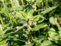 Parietaria officinalis Järnvägsgatan, Simrishamn, Skåne, Sweden 20160606_0066