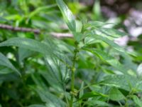 Parietaria officinalis Månplan, Nya Bellevue, Malmö, Skåne, Sweden 20190611_0014