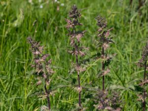 Urtica dioica - Common Nettle - Brännässla