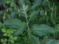 Urtica dioica Grandungen, Toarp, Malmö, Skåne, Sweden 20220624_0127