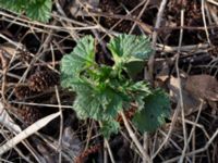 Urtica dioica Husie mosse, Malmö, Skåne, Sweden 20140330_0092