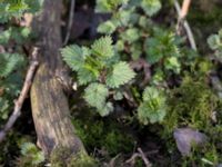 Urtica dioica Klagshamns udde, Malmö, Skåne, Sweden 20150317_0001