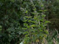 Urtica dioica Skivarpsåns mynning, Skurup, Skåne, Sweden 20150628_0122