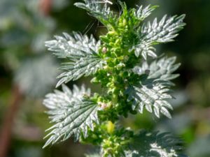 Urtica urens - Small Nettle - Etternässla