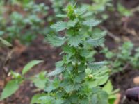 Urtica urens Rutsborg, Borgeby, Kävlinge, Skåne, Sweden 20150830_0089