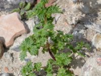 Urtica urens Swedechrome, Norra hamnen, Malmö, Skåne, Sweden 20150724_0057