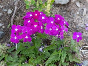 Glandularia x hybrida - Trädgårdsverbena