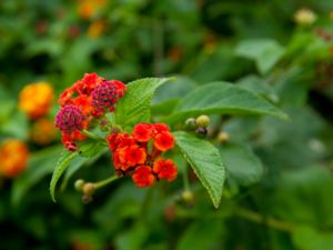 Lantana camara - Largeleaf Lantana