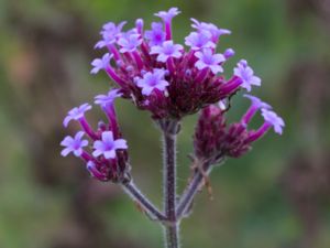 Verbena bonariensis - Wild Verbena - Jätteverbena