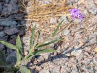 Verbena bonariensis Böda hamn, Borgholm, Öland, Sweden 20180809_0089