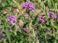 Verbena bonariensis F.d. koloniområde Östra odlingsområdet, Malmö, Skåne, Sweden 20240905_0030