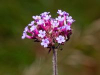 Verbena bonariensis Hälsingborgsvägen 3, Viken, Höganäs, Skåne, Sweden 20241019_0236