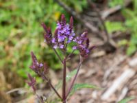 Verbena hastata Jorddeponi Sliparebacken, Lund, Skåne, Sweden 20170710_0066