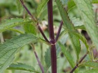 Verbena hastata Jorddeponi Sliparebacken, Lund, Skåne, Sweden 20170710_0070