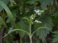 Verbena hastata Jorddeponi Sliparebacken, Lund, Skåne, Sweden 20170714_0038