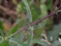 Verbena officinalis Deponi Sankt Hans backar, Lund, Skåne, Sweden 20170623_0066