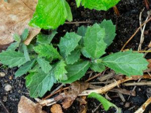 Verbena rigida - Slender Vervain - Violverbena