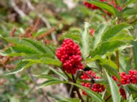 Sambucus racemosa Måryd fd fälad, Lund, Skåne, Sweden 20180624_0043