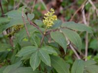 Sambucus racemosa Vången, Vittsjö, Hässleholm, Skåne, Sweden 20190504_0113