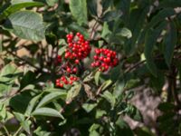 Sambucus racemosa var. racemosa Furehov, Åhus, Kristianstad, Skåne, Sweden 20170719_0200