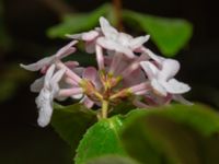 Viburnum carlesii Välluv, Helsingborg, Skåne, Sweden 20190504_0016