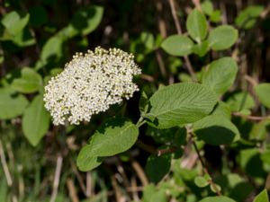 Viburnum lantana - Wayfaring-tree - Parkolvon