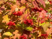 Viburnum opulus Badplatsen, Klagshamns udde, Malmö, Skåne, Sweden 20221016_0014