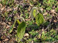 Viburnum rhytidophyllum Afrikaparken, Bunkeflostrand, Malmö, Skåne, Sweden 20190224_0007