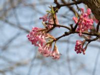 Viburnum x bodnantense Alunbruket, Andrarum, Tomelilla, Skåne, Sweden 20170401_0089