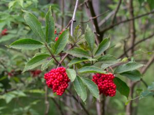 Sambucus racemosa - Red-berried Elder - Druvfläder