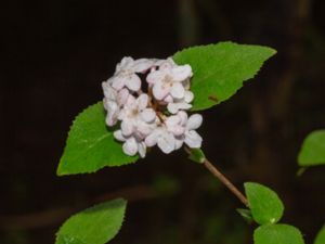 Viburnum carlesii - Koreanspice Viburnum - Luktolvon